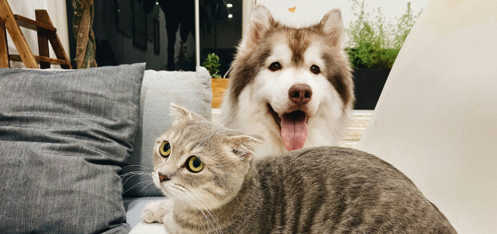 Pet